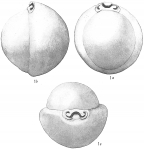 Biloculina vespertilio
