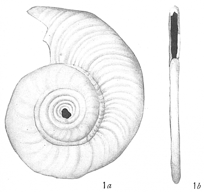 Cornuspira foliacea Cornuspira foliacea