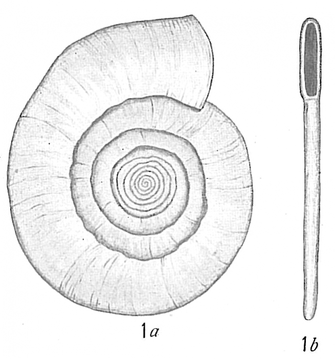 Cornuspira foliacea Cornuspira foliacea