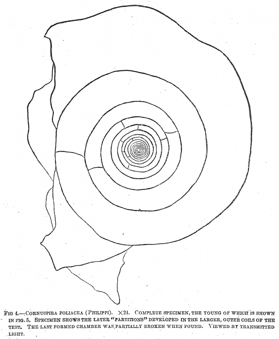 Cornuspira foliacea Cornuspira foliacea
