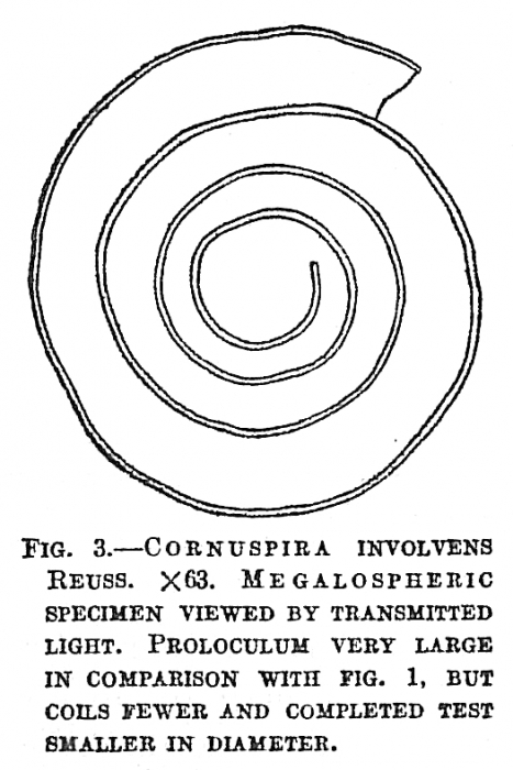 Cornuspira involvens Cornuspira involvens