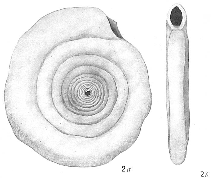 Cornuspira involvens Cornuspira involvens