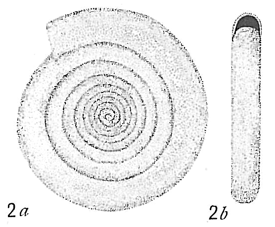 Cornuspira involvens Cornuspira involvens