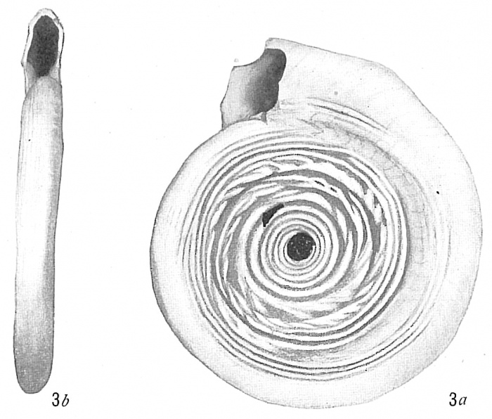 Cornuspira lacunosa