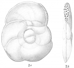 Hauerina bradyi
