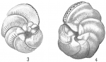 Hauerina circinata