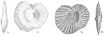 Hauerina ornatissima