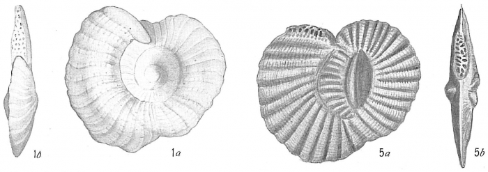 Hauerina ornatissima Hauerina ornatissima