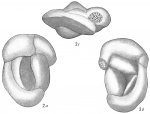 Hauerina pacifica