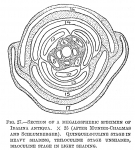 Idalina antiqua