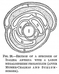 Idalina antiqua