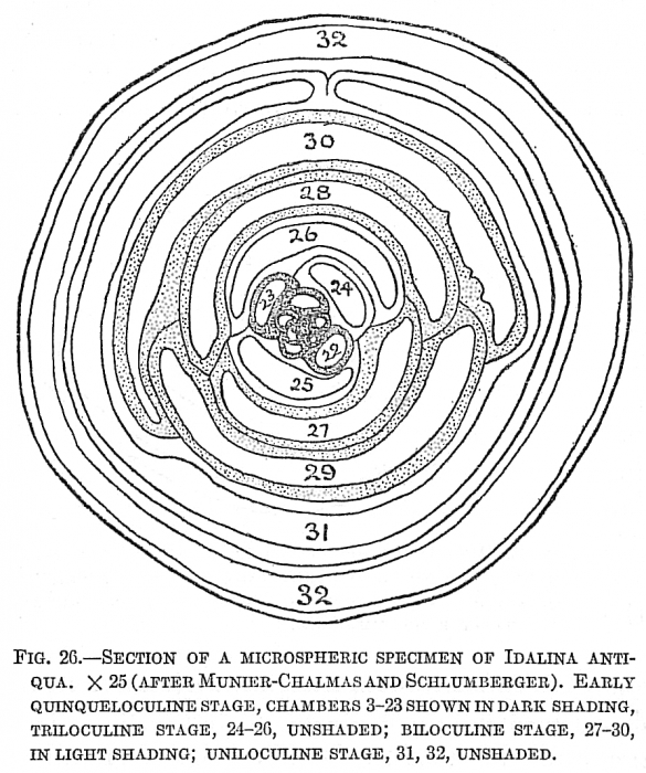 Idalina antiqua Idalina antiqua