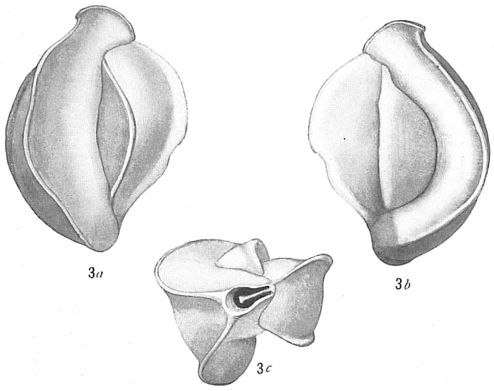 Massilina annectens Massilina annectens