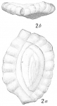 Massilina crenata