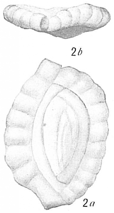 Massilina crenata Massilina crenata