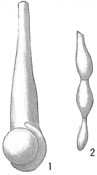 Nodobacularia tibia Nodobacularia tibia