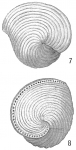 Orbiculina adunca