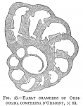 Orbiculina compressa, author: Cedhagen, Tomas