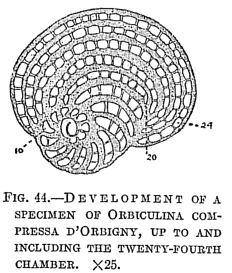 Orbiculina compressa