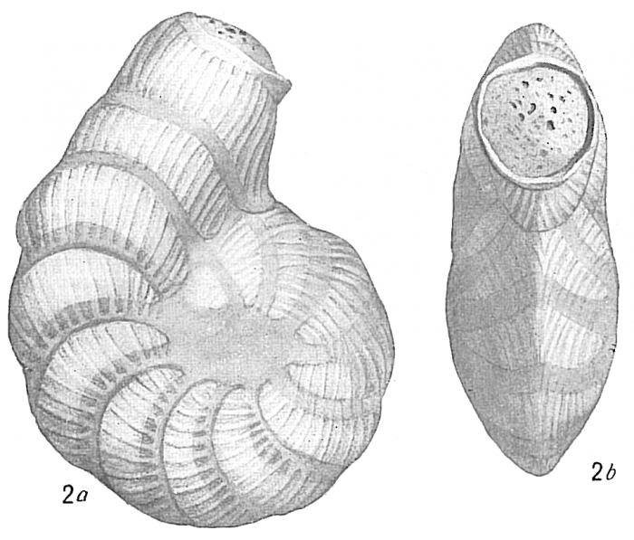 Peneroplis pertusus var. arietinus Peneroplis pertusus var. arietinus