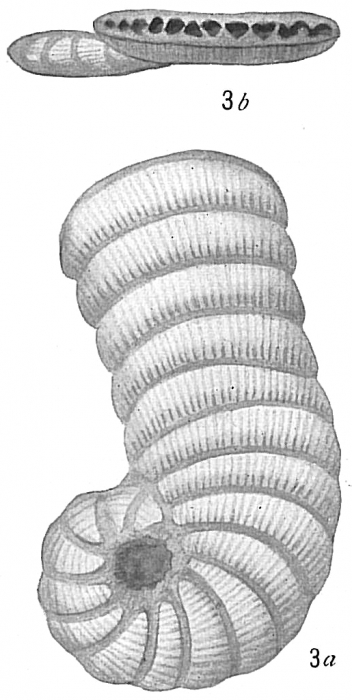 Peneroplis pertusus var. Peneroplis pertusus var.