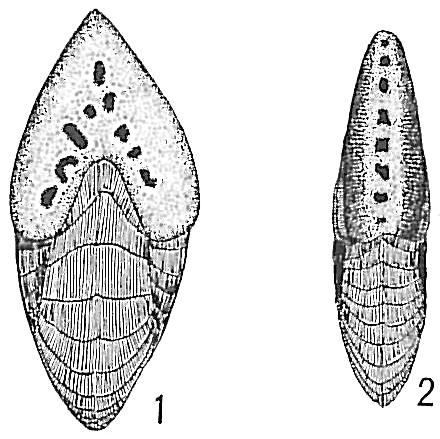 Peneroplis pertusus Peneroplis pertusus