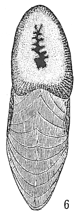 Peneroplis pertusus Peneroplis pertusus