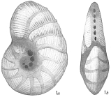 Peneroplis pertusus