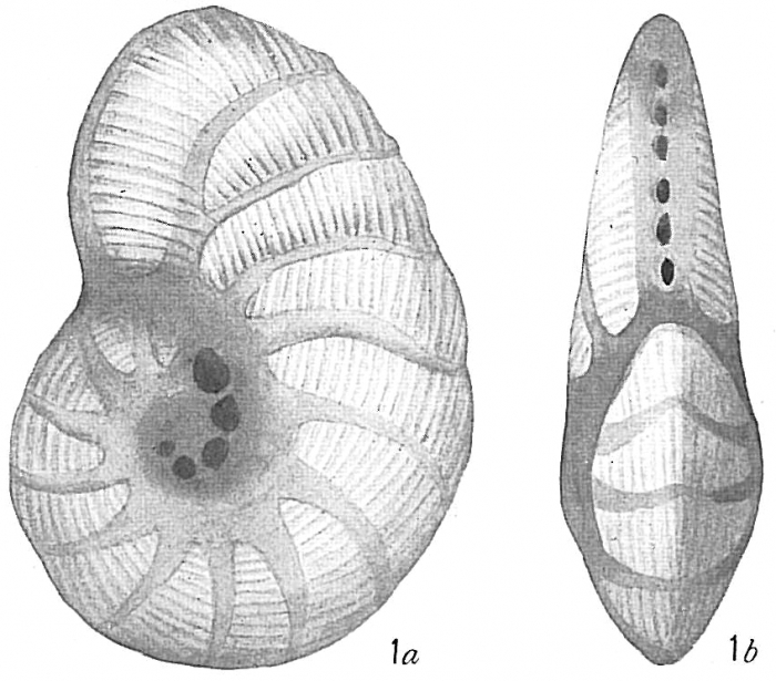 Peneroplis pertusus Peneroplis pertusus