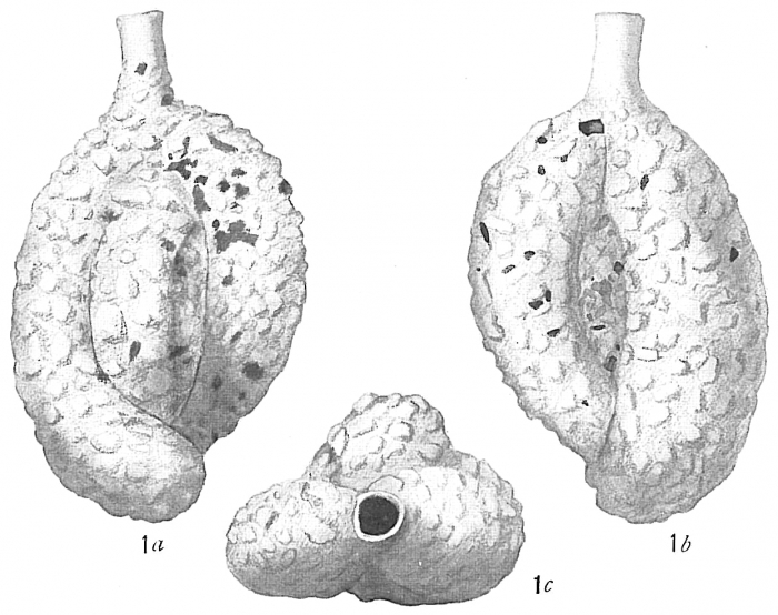 Quinqueloculina agglutinans Cushman (1917) not d'Orbigny = Triloculina tortuosa Cushman, 1921 Quinqueloculina agglutinans Cushman (1917) not d'Orbigny = Triloculina tortuosa Cushman, 1921