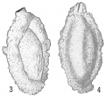 Quinqueloculina arenacea
