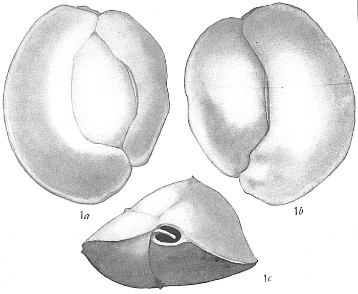 Quinqueloculina auberiana Quinqueloculina auberiana