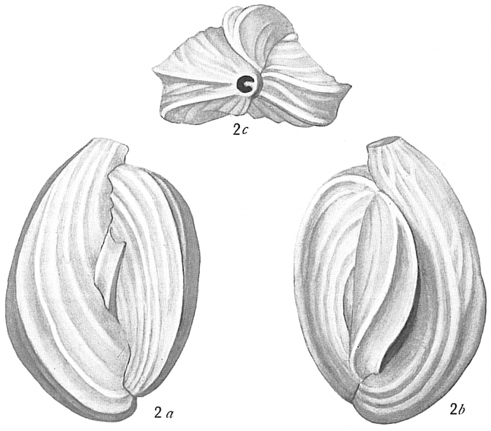 Quinqueloculina bicornis Quinqueloculina bicornis