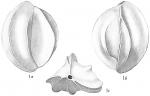 Quinqueloculina bicostata
