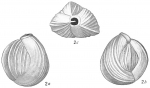Quinqueloculina boueana
