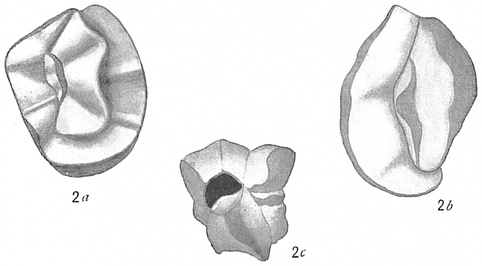 Quinqueloculina bradyana Quinqueloculina bradyana