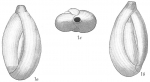 Quinqueloculina costata
