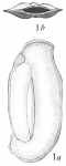 Quinqueloculina cultrata