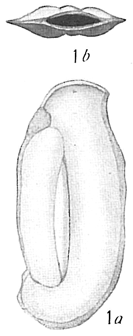 Quinqueloculina cultrata Quinqueloculina cultrata