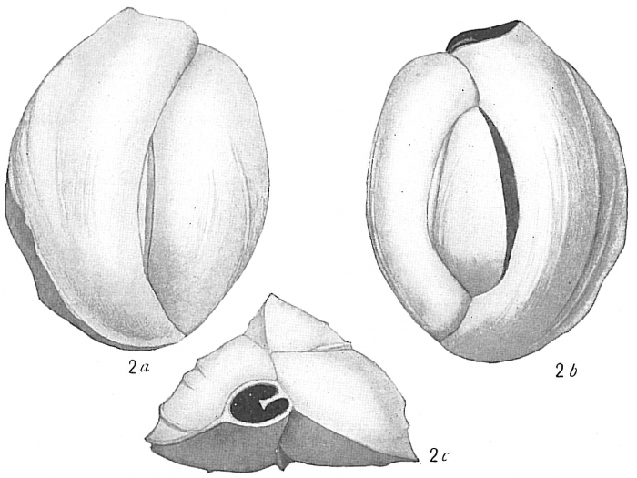 Quinqueloculina cuvieriana Quinqueloculina cuvieriana
