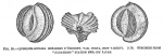 Quinqueloculina disparilis curta