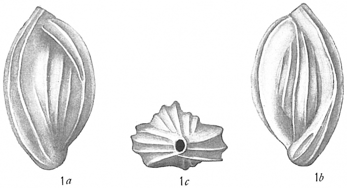 Quinqueloculina disparilis Quinqueloculina disparilis