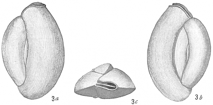 Quinqueloculina dutemplei Quinqueloculina dutemplei