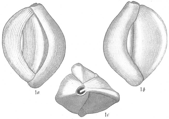 Quinqueloculina dutemplei Quinqueloculina dutemplei