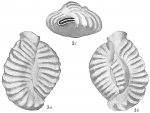 Quinqueloculina parkeri