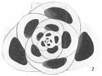 Quinqueloculina procera