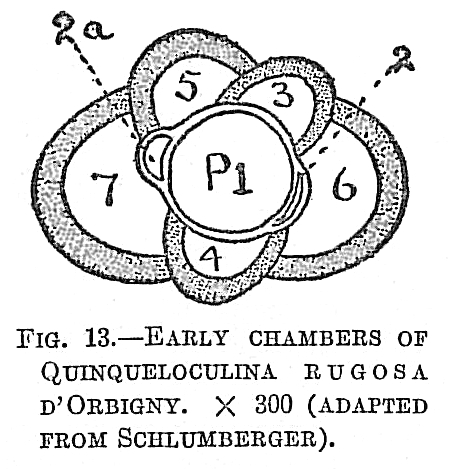 Quinqueloculina rugosa Quinqueloculina rugosa