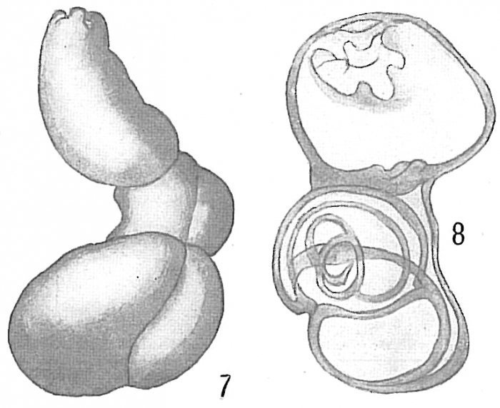 Quinqueloculina schauinslandi Quinqueloculina schauinslandi
