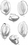 Quinqueloculina subarenaria