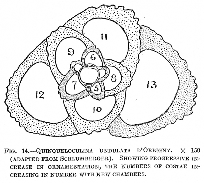 Quinqueloculina undulata Quinqueloculina undulata